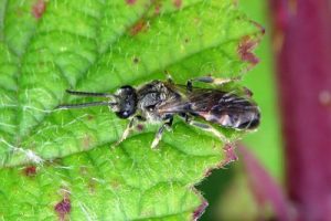 Lasioglossum calceatum - Slender Mining Bee [A]