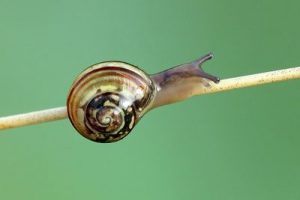 Monacha cantiana - Kentish Snail
