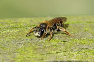 Andrena chrysosceles - Hawthorn Mining Bee