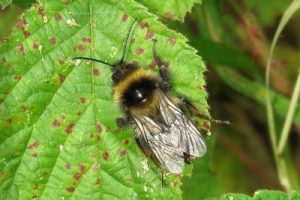 Bombus hortorum - Garden Bumblebee [A]