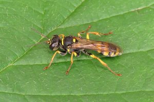 Mellinus arvensis - Field Digger Wasp [A]
