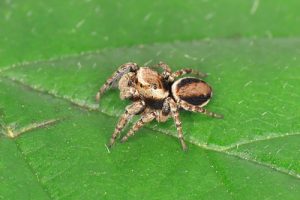 Spiders and Harvestmen