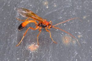 Opheltes glaucopterus [A]