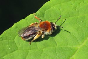 Andrena haemorrhoa - Early Mining Bee