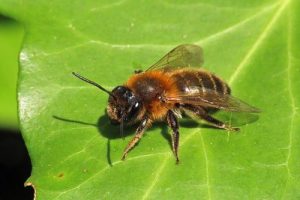 Andrena scotica - Chocolate Mining Bee