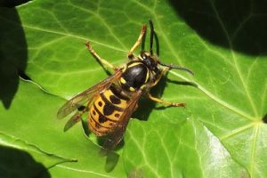 Vespula germanica - German Wasp [A]