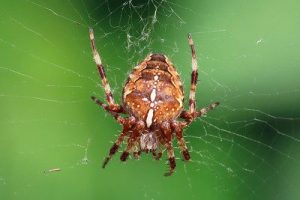 Araneus diadematus - Garden Spider