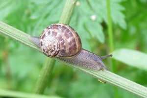 Cornu aspersum - Garden Snail