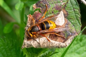 Dolichovespula media - Median Wasp