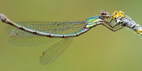 North Cave Wetlands – Species from 2025
