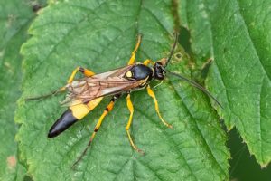 Diphyus quadripunctorius