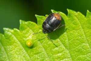Legnotus limbosus – Bordered Shieldbug