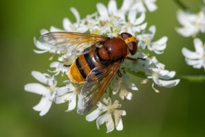 Volucella zonaria