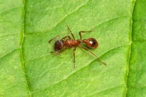 Common Red Ant - Myrmica rubra