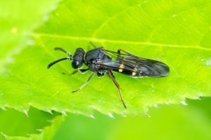 Nysson spinosus – Large Spurred Digger Wasp