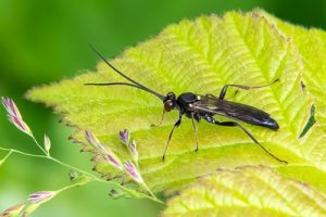 Hepiopelmus melanogaster