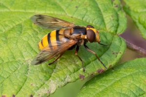 Volucella inanis