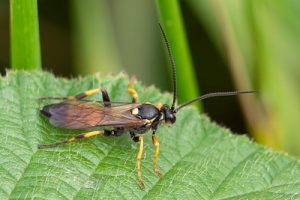 Ichneumonini species