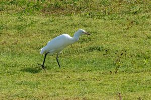 Cattle Egret – Bubulcus ibis