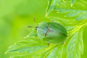 Thistle Tortoise Beetle - Cassida rubiginosa