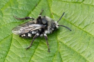 Common Mourning Bee - Melecta albifrons