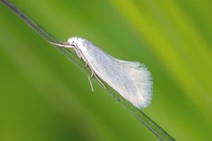 38.004 Elachista argentella - Swan-feather Dwarf