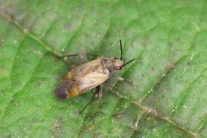 Psallus ambiguus