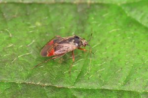 Psallus montanus