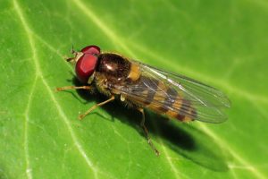 Melangyna cincta