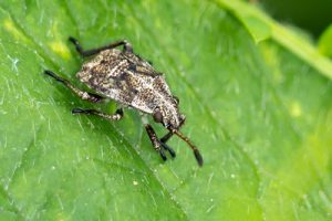 Stictopleurus punctatonervosus