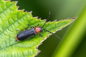 Silis ruficollis