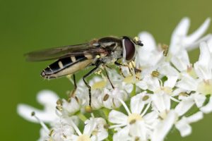 Melangyna umbellatarum - Shiny-backed Halfband