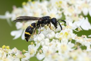 Symmorphus bifasciatus