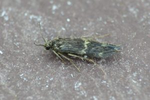 Hydroptila species