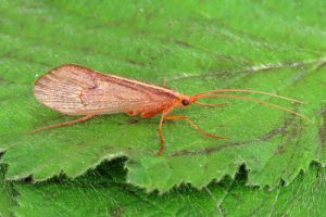 Micropterna species
