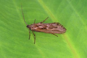 Phryganea species