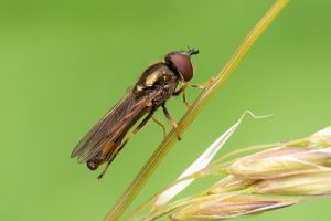 Platycheirus clypeatus agg.