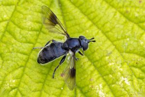 Pipiza lugubris - Smudge-winged Pithead