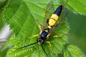 Ichneumon xanthorius