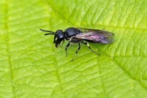 Hylaeus communis - Common Yellow-face Bee