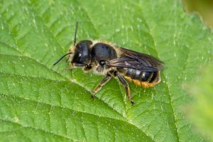 Osmia leaiana - Orange-vented Mason Bee