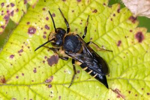 Coelioxys inermis - Shiny-vented Sharp-tail Bee