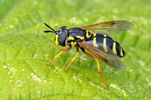 Chrysotoxum festivum - Hook-banded Meadow Fly