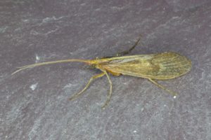 Stenophylax permistus