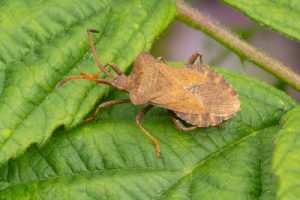Coreus marginatus - Dock Bug