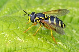 Chrysotoxum festivum - Hook-banded Meadow Fly