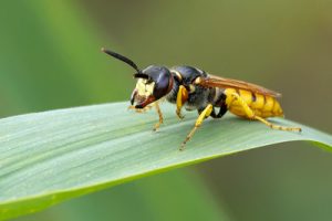 Bee Wolf - Philanthus triangulum
