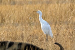 Cattle Egret – Bubulcus ibis
