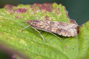 63.052 Rush Veneer - Nomophila noctuella