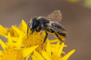 Megachile centuncularis - Patchwork Leafcutter Bee